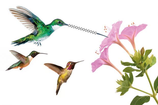flying-hummingbirds-feeding-on-nectar-from-flower